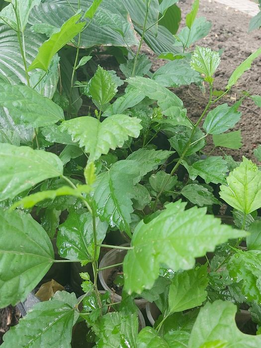 Гибискус травянистый