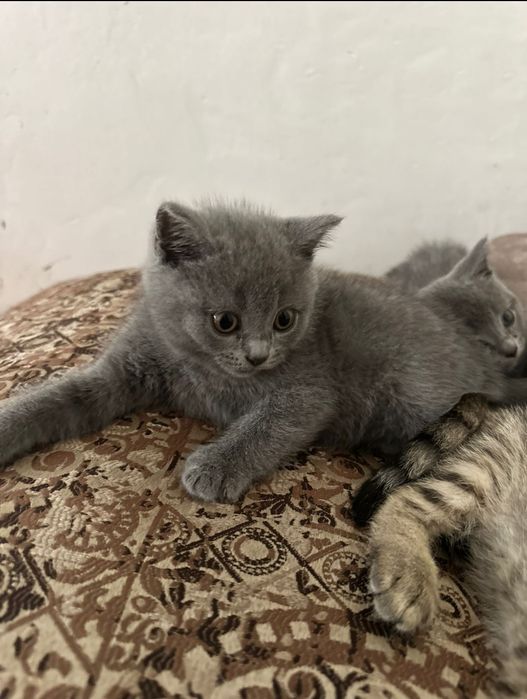 Продам пародистых котят