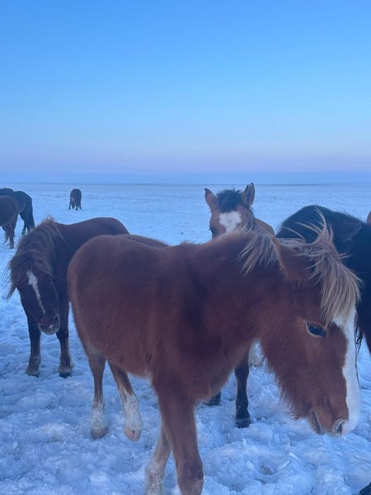 Тяж тайлар сатылады