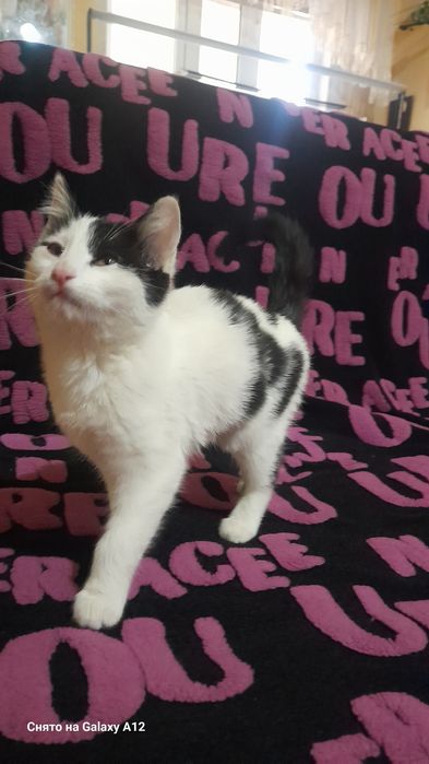 Котенок мальчик.