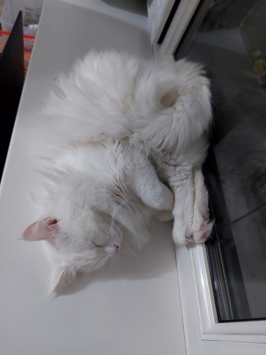 Отдам в добрые руки