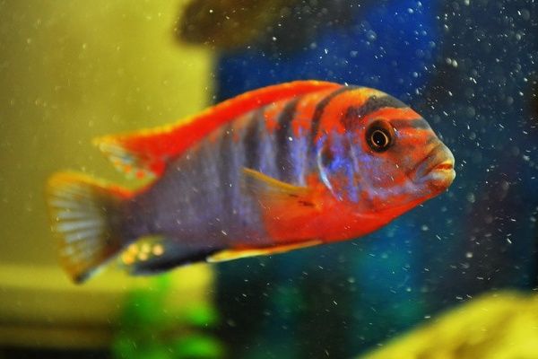 Лабидохромис Хонги Кимпума Рэд