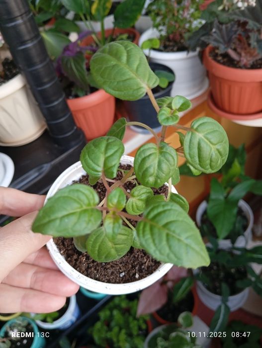 Продам комнатные растения