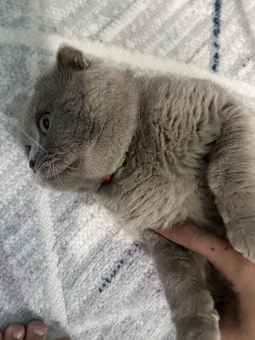 Semiz muwu ismi barsik yowi 1,5