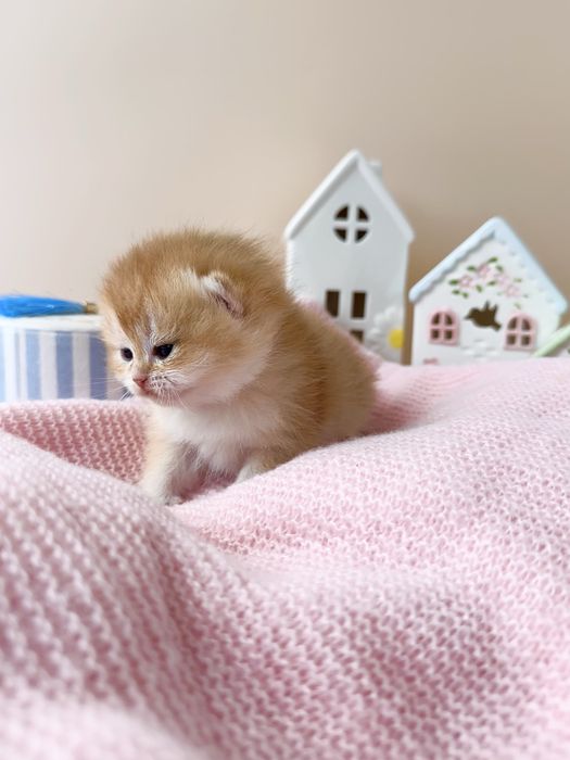 Котята Британские золотые Шиншиллы