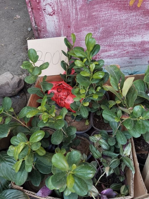 Лирата, Мокламе, Шефлера