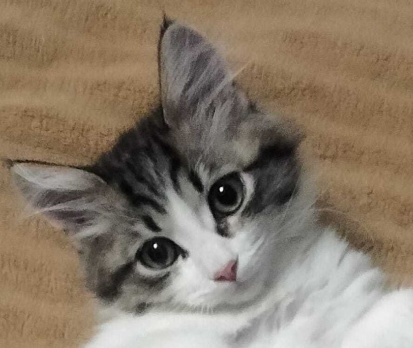 Котенок -милый и забавный