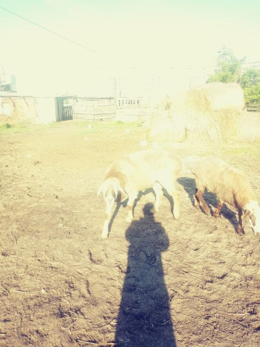 Продам кошкара на племя