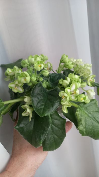 Фиалки сортовые.