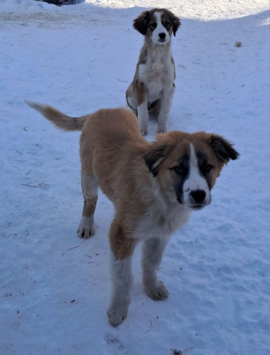 Отдам щенят в добрые руки