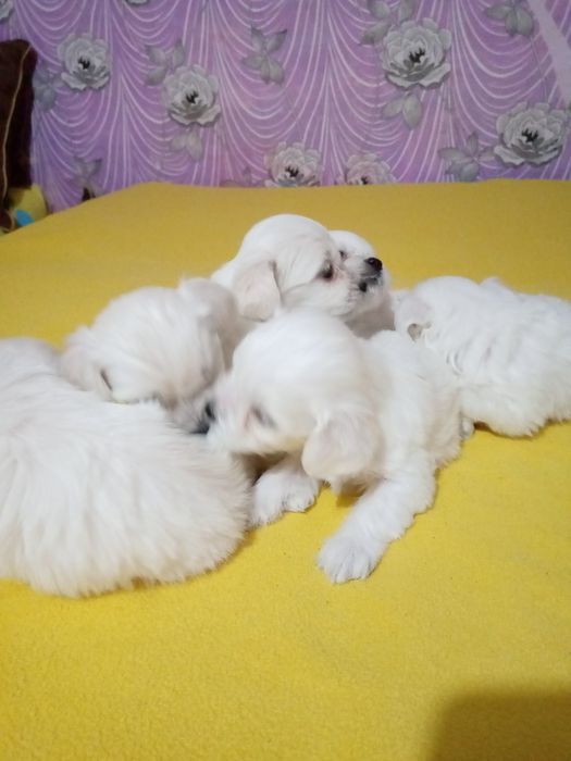 Чистокръвни мини малтийски болонки