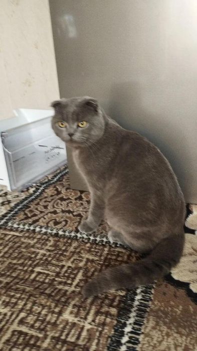 Katta onaning dumba bilan porno