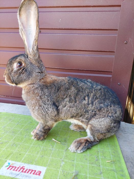 Disponibilă femelă uriaș German Gri