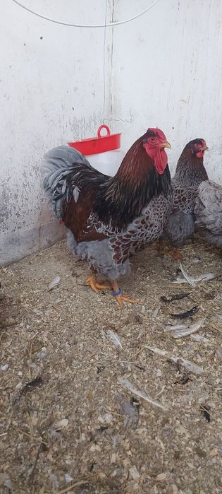 Ouă pt incubat (wyandotte auriu albastru)