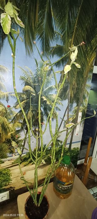 Комнатные растения продаются