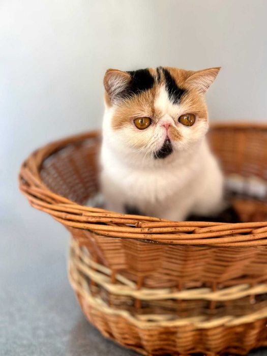 Продава се в развъждане котка, порода экзот. Родена 28.04.25.