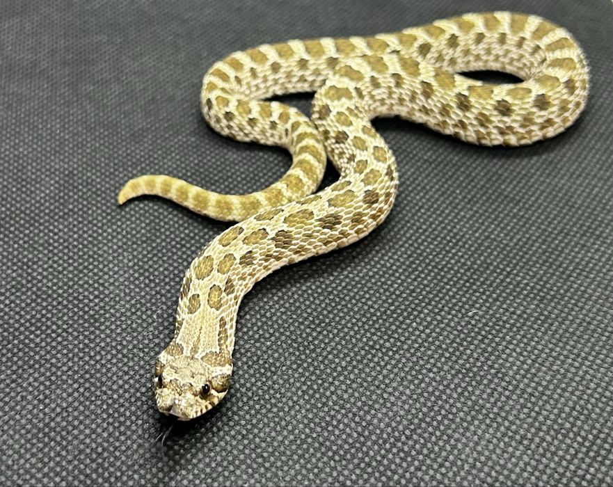 Свиненоси змии 2бр.