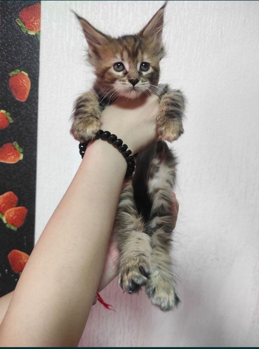 Продам котят мейнкуна бронь
