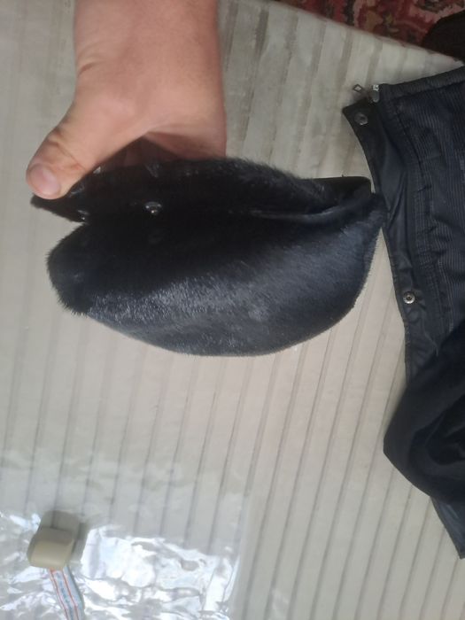 Фурашка российский