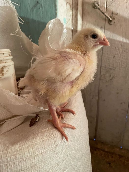 Бройлер ком 500 Россия