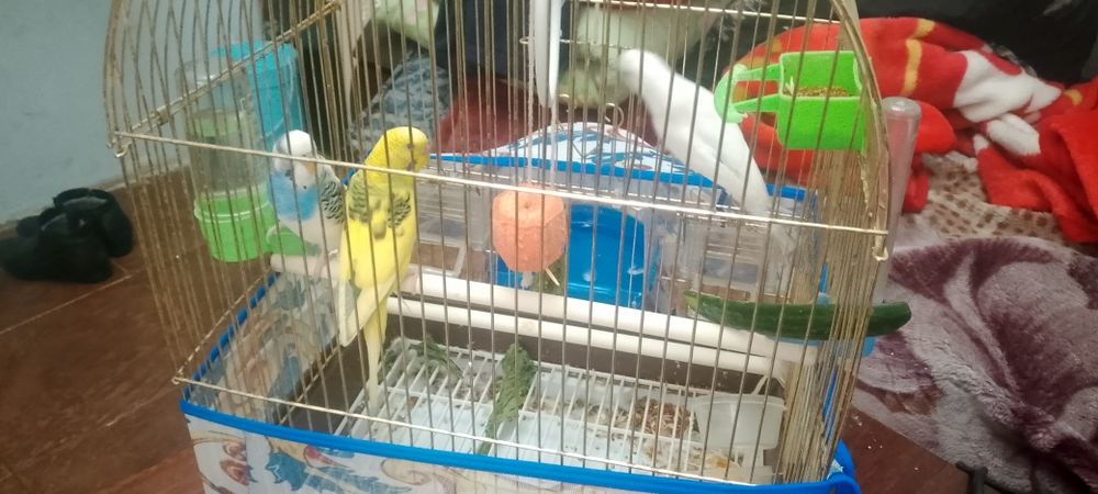 Продаю попугай хороший