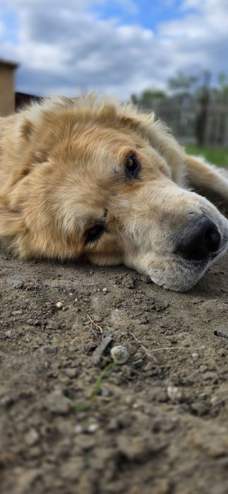 Ищет подругу на вязку