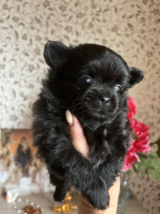 Щенки помчи,шпиц с чихуахуа