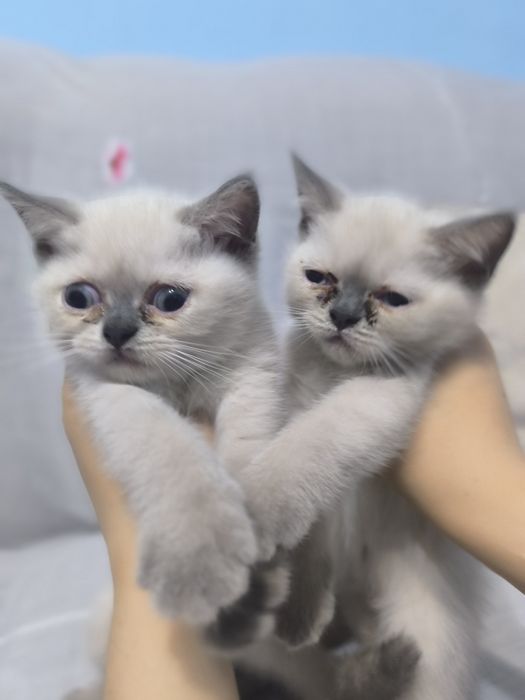 Шотландский скотиш страйт