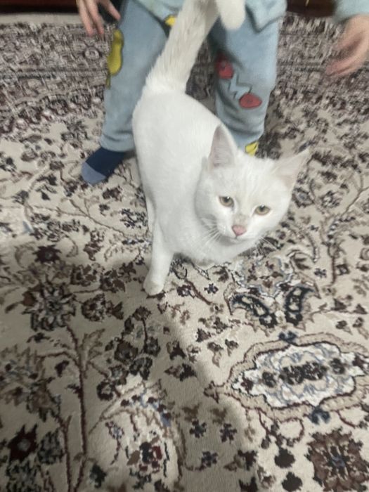 Мушук Текинга берамиз