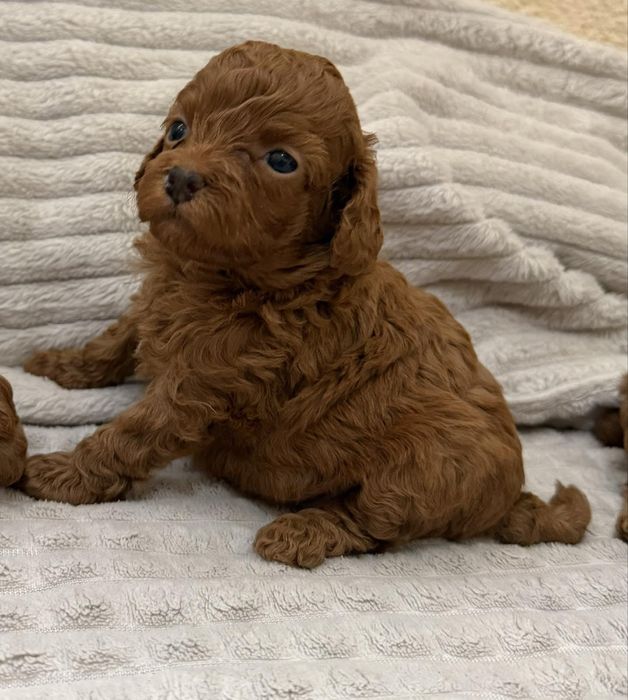 Пудел  Той      Poodle Toy