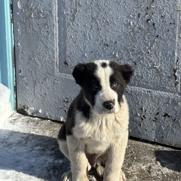 Продам щенков алабая