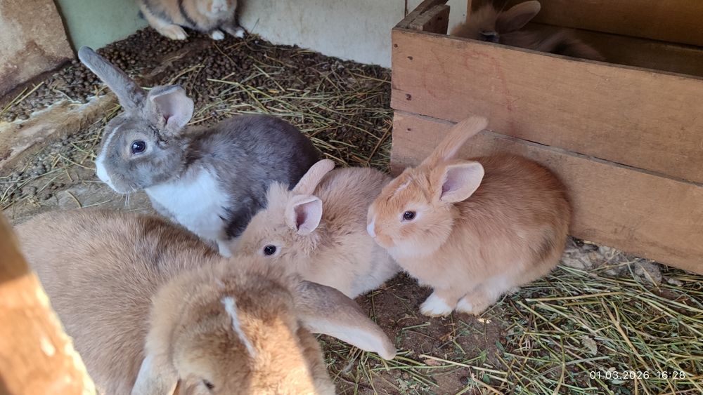 Quyon bolalari: angorka, baran, oddiy zot.