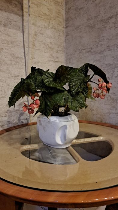 Цветы  комнатные