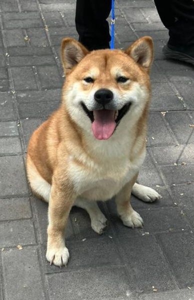 Предлагаю для вязки.