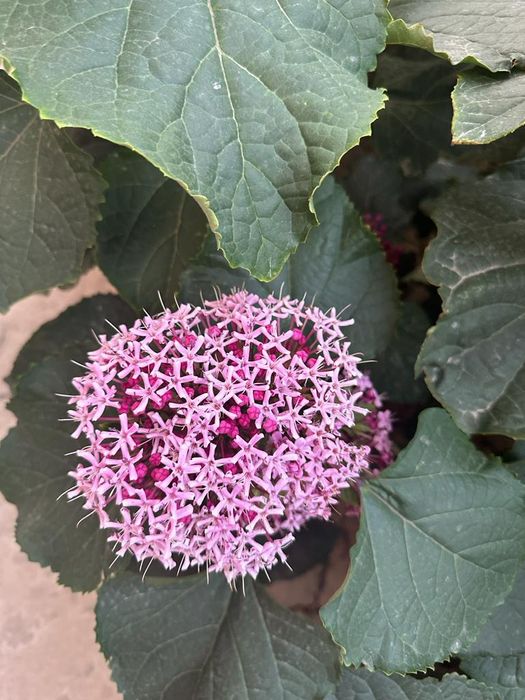 Гортензия домашняя