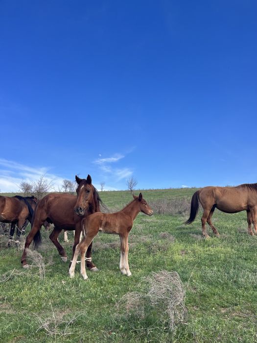 Үйірге ат сатылады