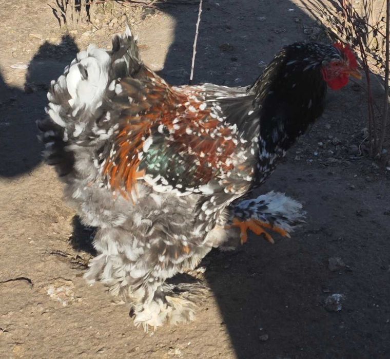 Петли Кохинхин 10 броя