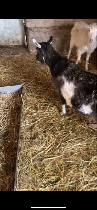 Ешкі мен козылар