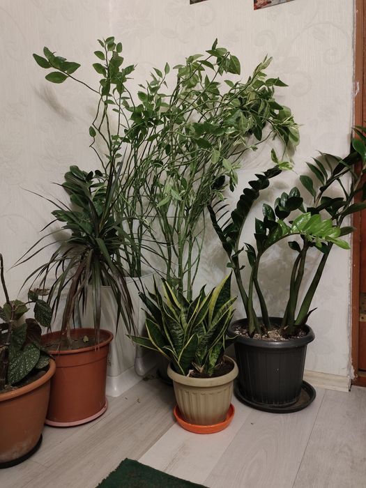 Комнатные растения