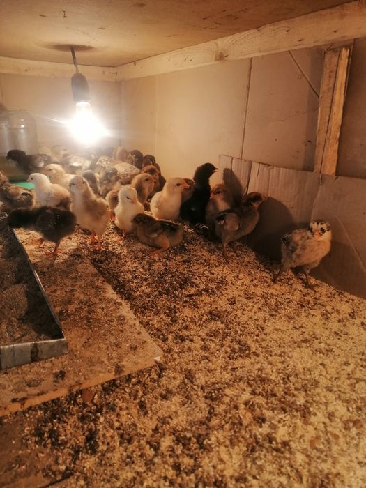 Шожектер сатылады