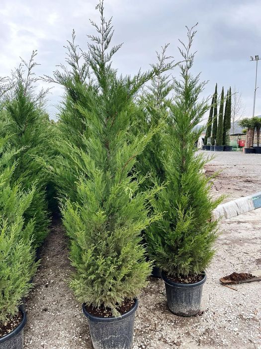 Leylandy toate dimensiunile calitate extra