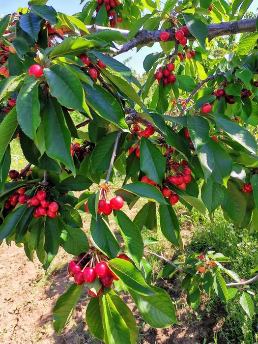 Продава се Земеделски имот в с. Карабунар, Област Пазарджик -  кв.м за 893 €/дка - Снимка #2