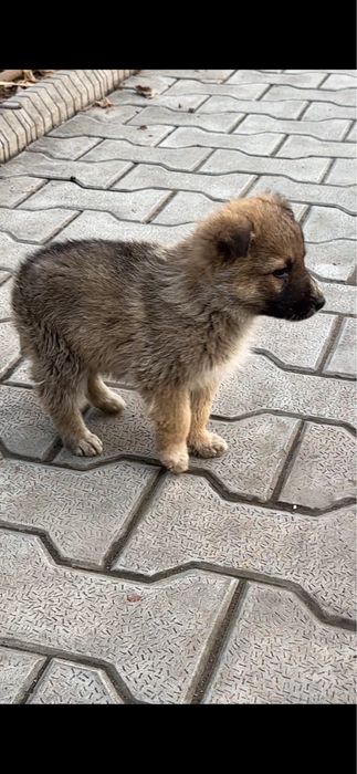 Щенки звоночки в добрые руки