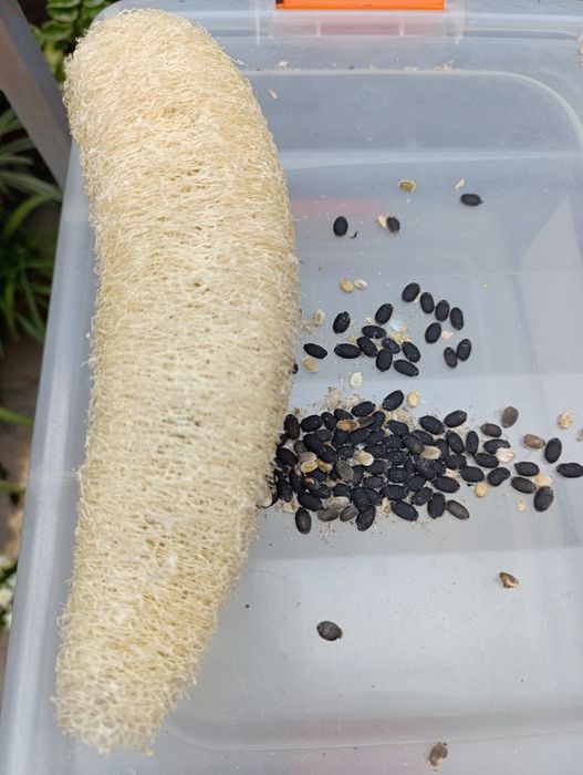 Мачалка Табий губка