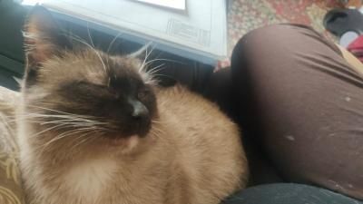 Пропал кот, ищю своего кота.