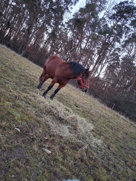 Caii jud sb comuna nocrich