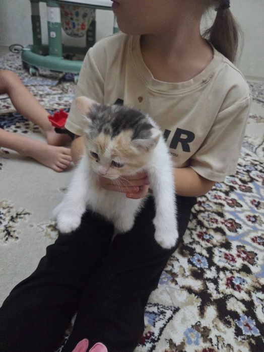 Отдам бесплатно котенка