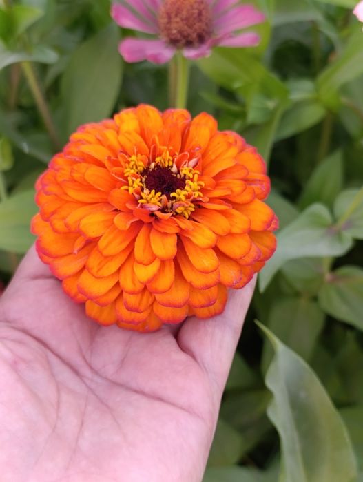 Уруғлар гул ва мачалка Семена Мачалки и цветов