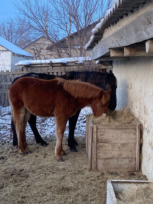 Продается кобыла с жеребенком