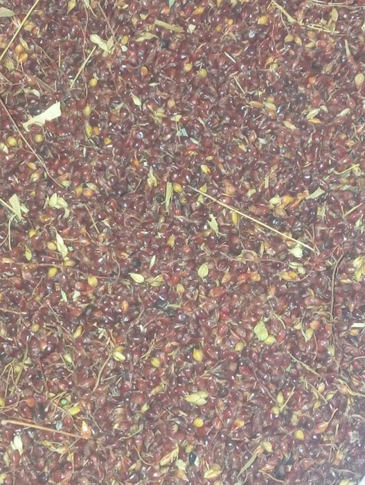 Семена веника ...